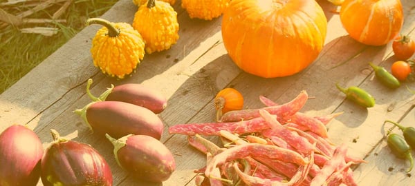 From Potting Shed to Orchard: How Laura Roy Is Replacing the Grocery Store One Harvest at a Time