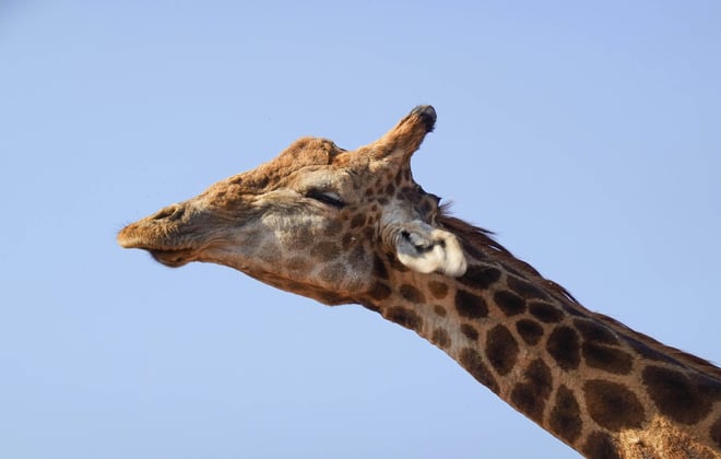 A close-up of a giraffe's head and neck