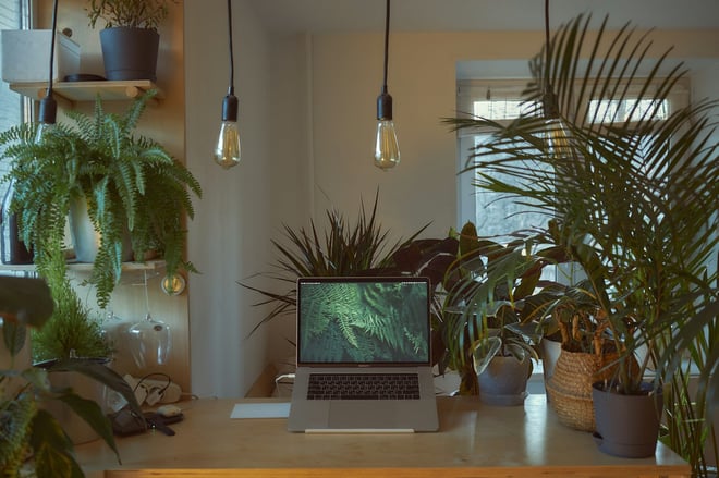 10 Best Indoor Plants for Your Home Office image
