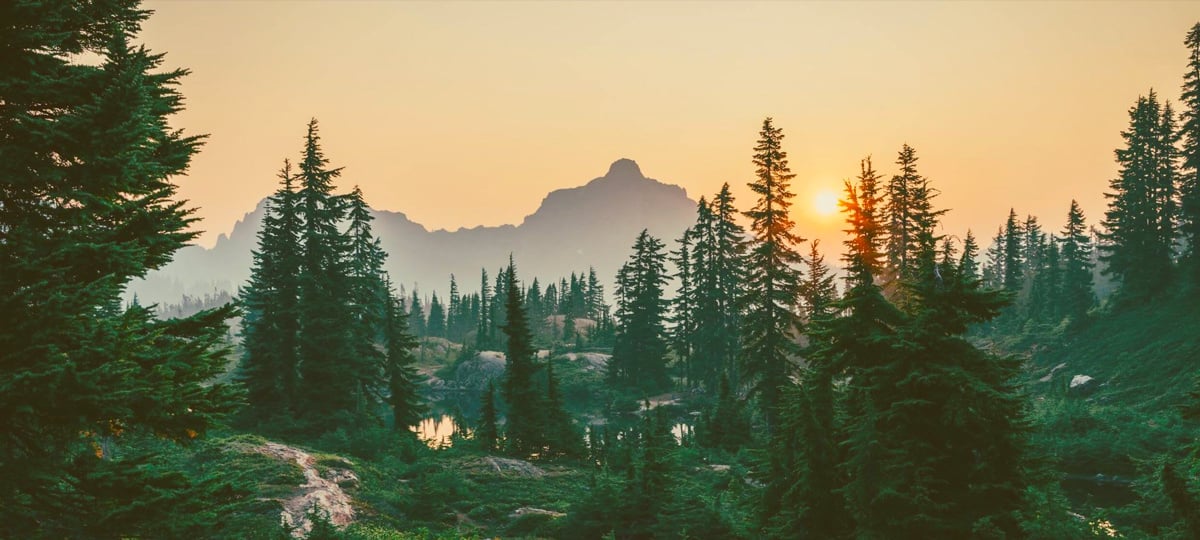Remote Work's Environmental Edge: Carbon Footprint | X-Team