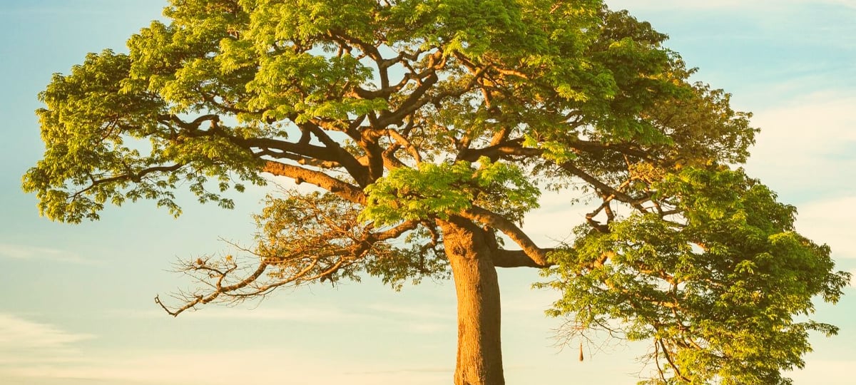 The Best Elm Tutorials, Handpicked by X-Team | X-Team