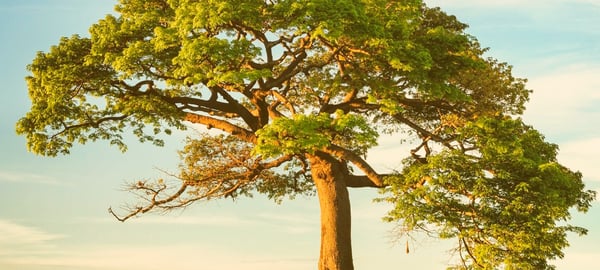 The Best Elm Tutorials, Handpicked by X-Team | X-Team