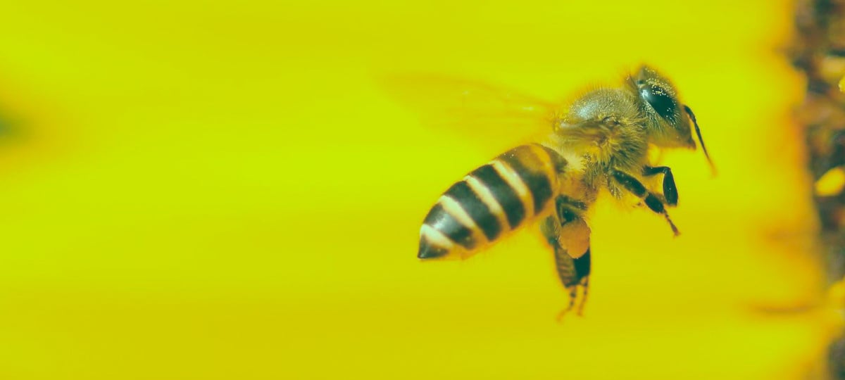 From Roof Hive to Beekeeper: Working With African Bees