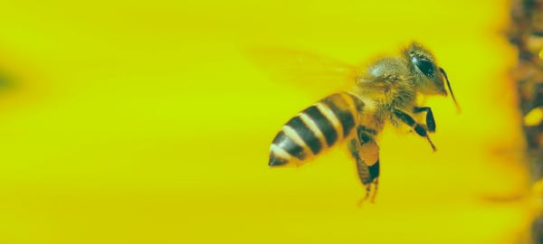 From Roof Hive to Beekeeper: Working With African Bees