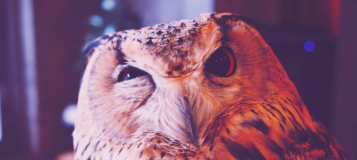 Why Curiosity Is a Developer's Greatest Asset | X-Team