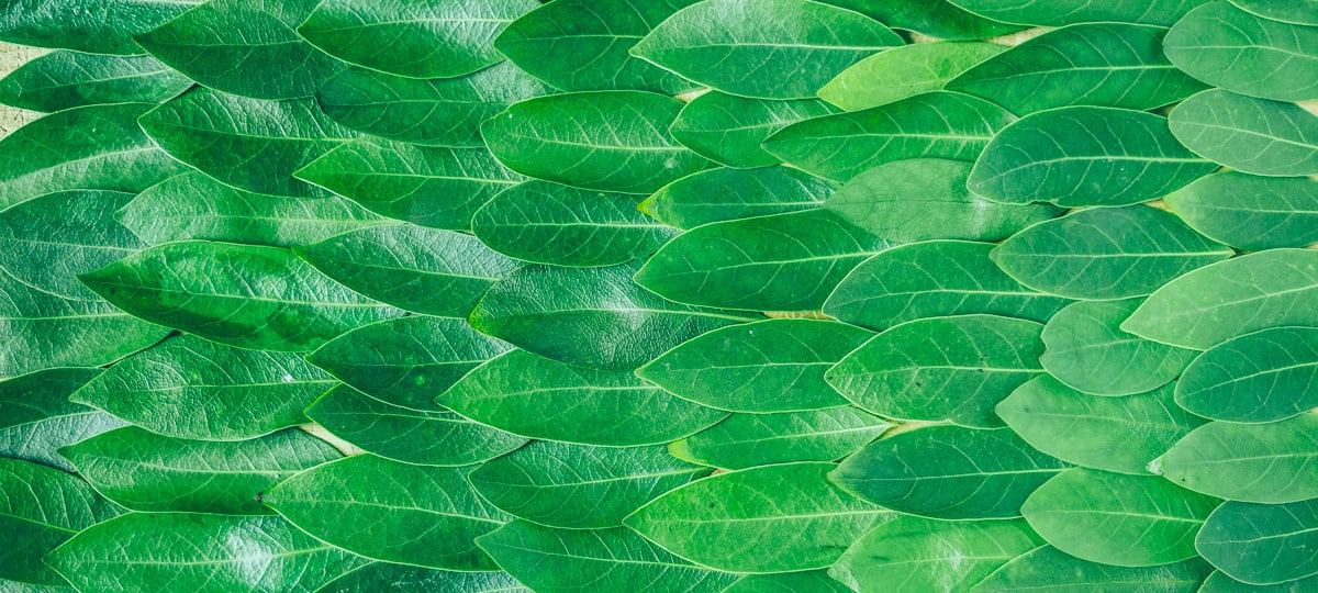 Learning Elm on the Job: A Case Study Pt. I | X-Team
