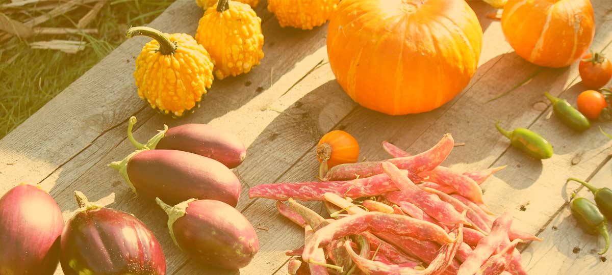 Laura Roy on Living Entirely Off the Produce From Her Farm