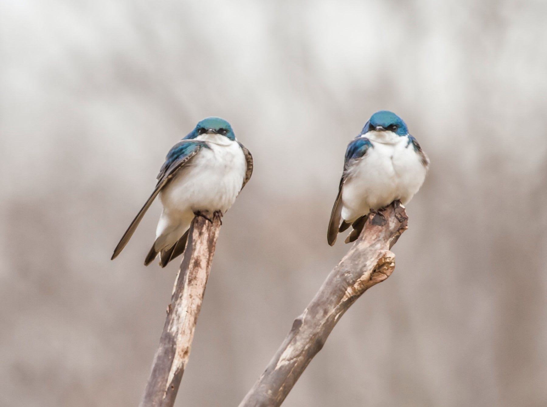 Why Pair Programming Makes a Difference and When You Should Do It