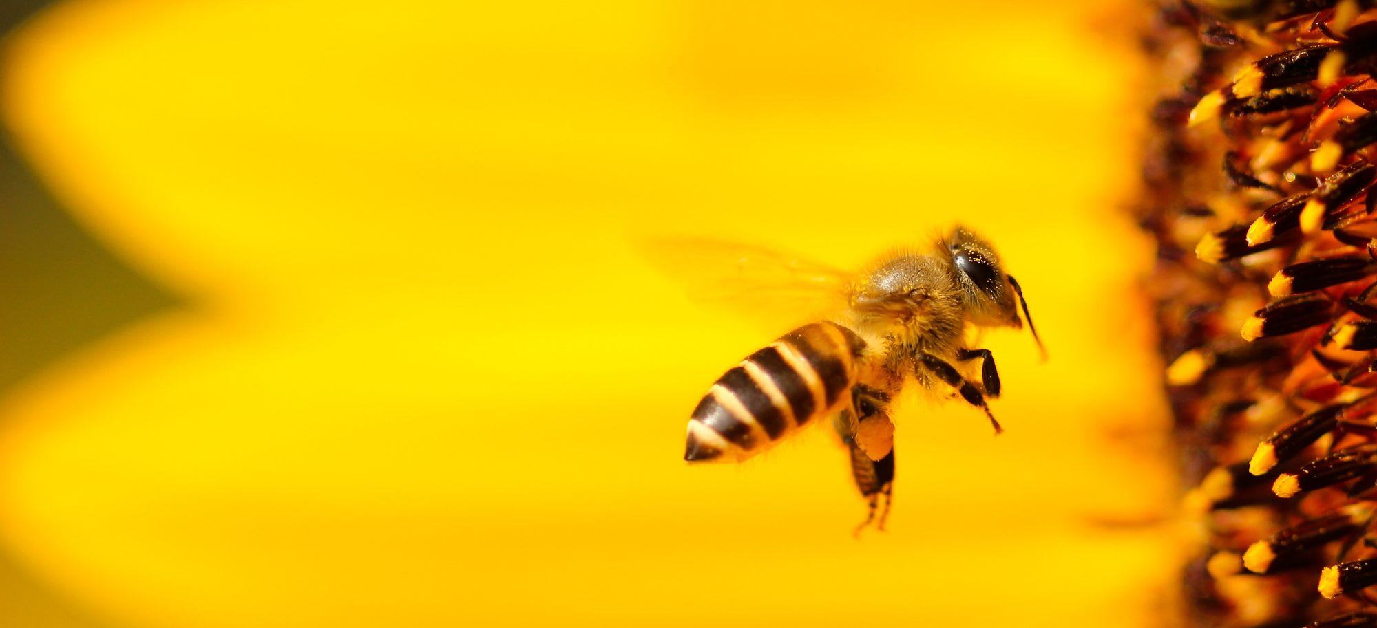 Beyond Programming: an X-Teamer on How to Keep Bees