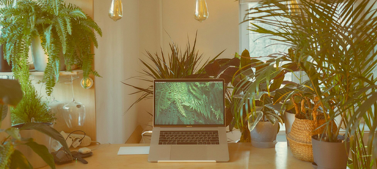 10 Best Indoor Plants for Your Home Office